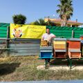 aiuta le api di Apicoltura Dolce Tentazione