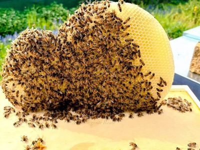 adotta le api di Alla Sorgente Reale