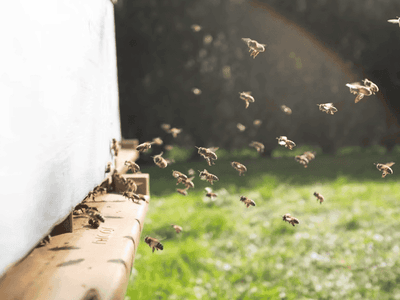 adotta le api di Summano
