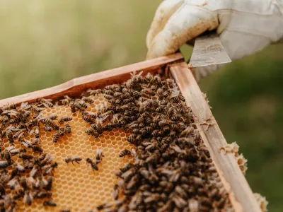 adotta le api di Apiario di Comunità di Castel del Giudice