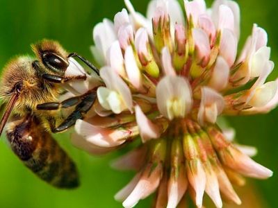adotta le api di Almaterra